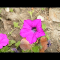 Petunia 'WonderWave Lavender' (2)